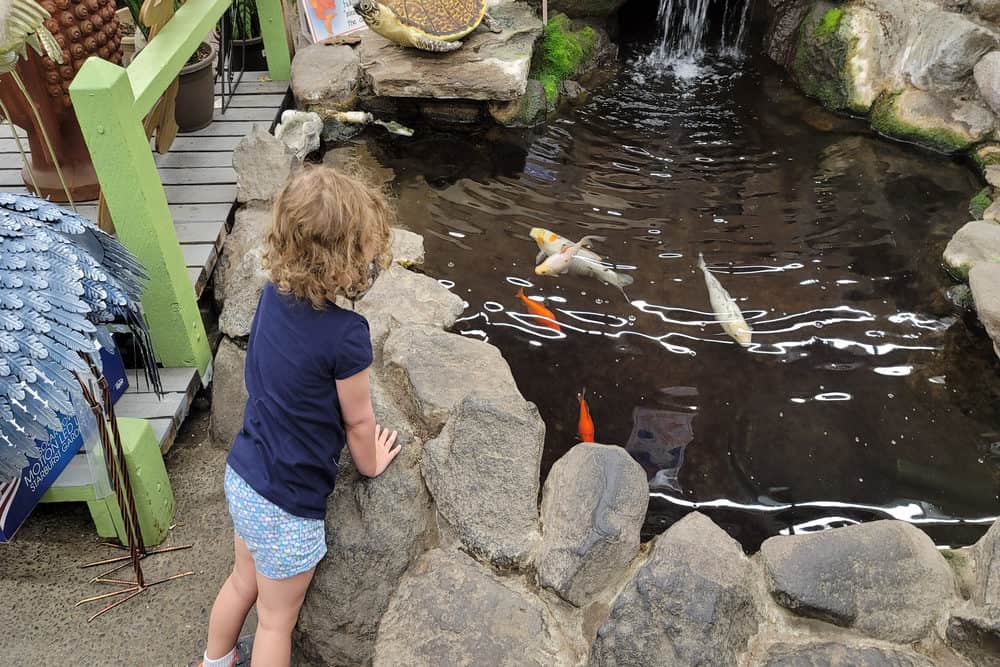 A Kid Watching the Koi Swimming in a Pond