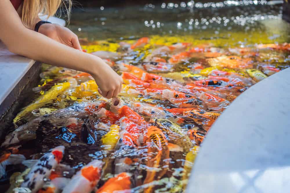 Feeding a Variety of Koi with Different Colors and Markings