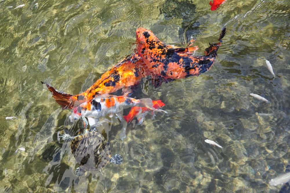 A Group of Koi with Their New Breed and a Turtle