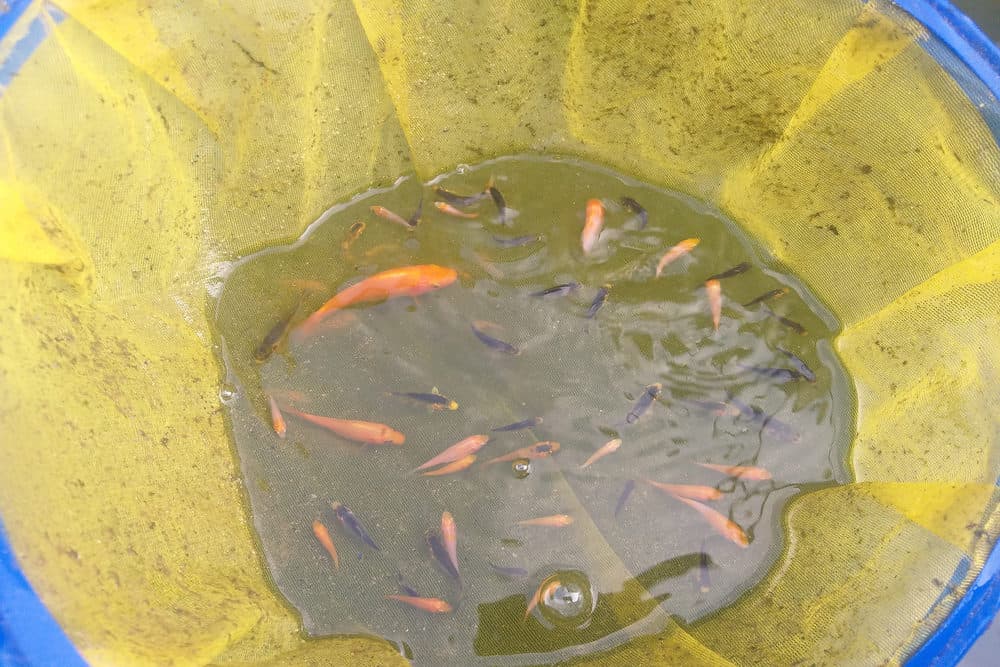 A Photo of New Koi Spawns in a Net
