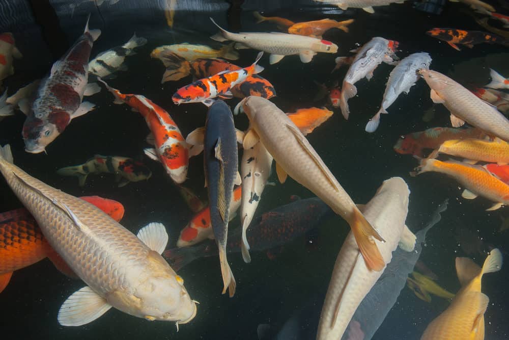 Some brown Ochiba Koi with a variety of different Koi fish