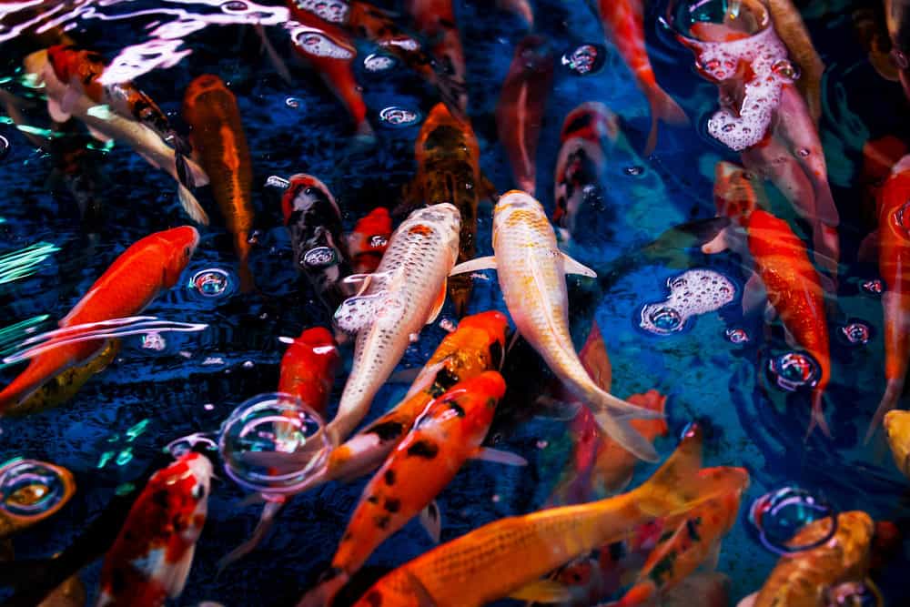 A group of Orange Koi with Different Patterns and Markings with Two Koi that Have White Base and Red and Orange Markings