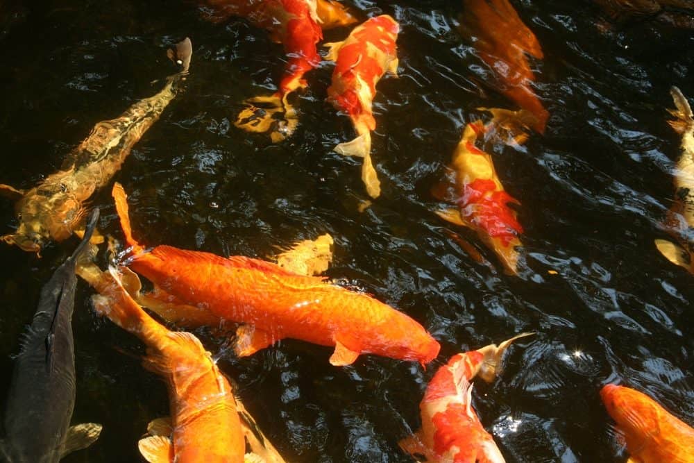 A Group of Koi - One is Orange while the rest are Plain Black and Others with Orange Markings