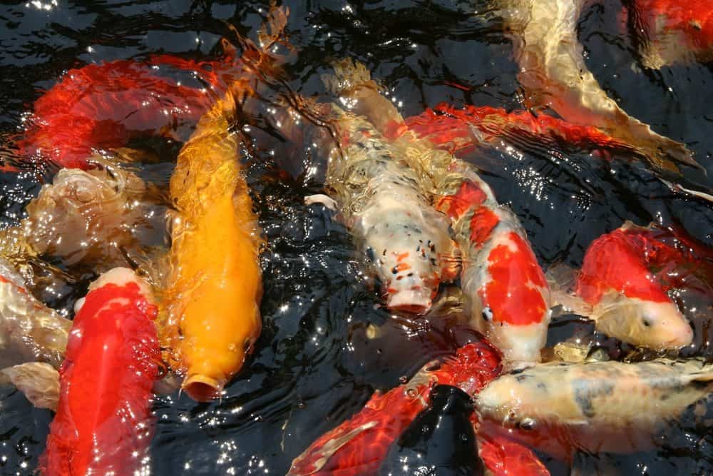 One Orange Koi surrounded by Others with a White Base and Orange Markings