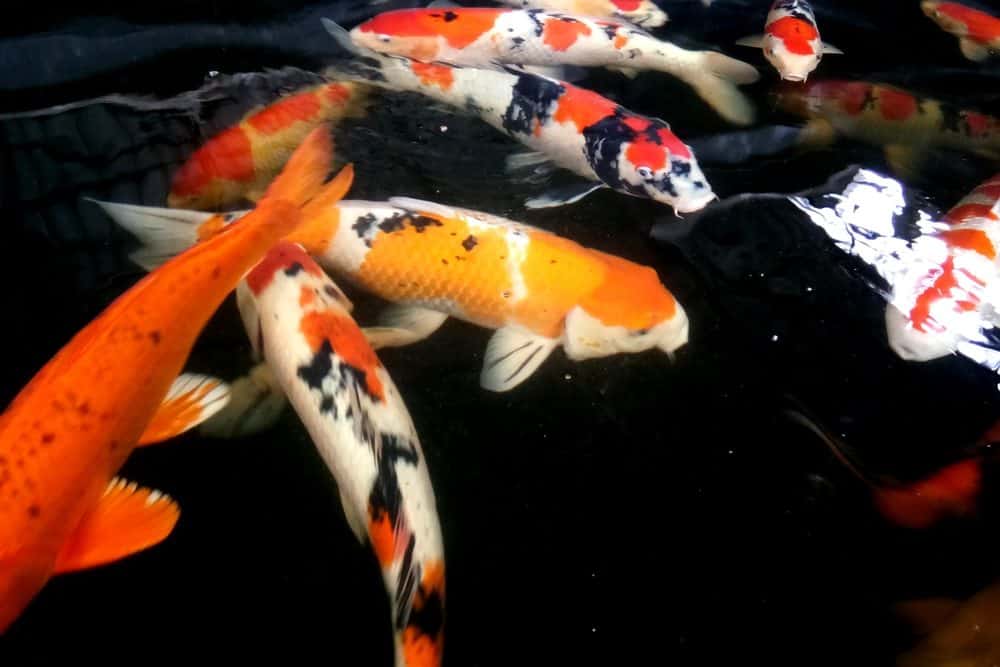 A Variety of Koi with Different Colors - One is Orange