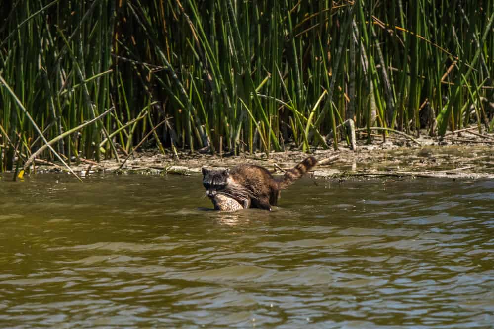 A Raccoon Eating a Fish in A Pond