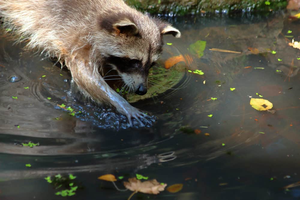 A Raccoon Hunting For Fish