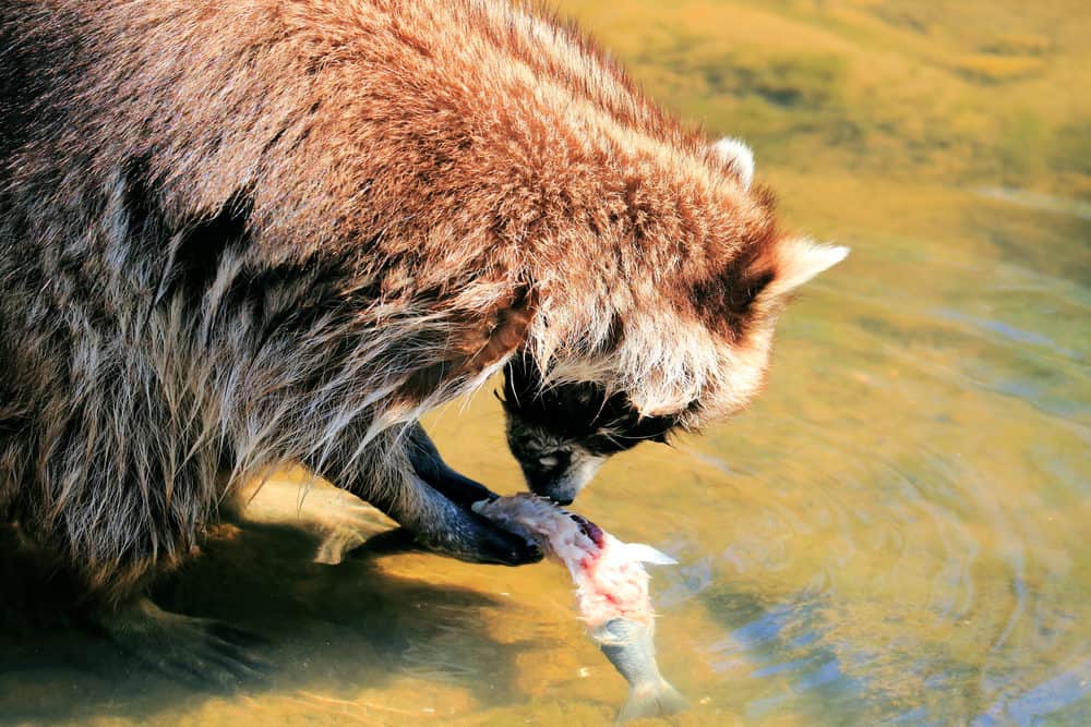 A photo of a Raccoon Eating Fish
