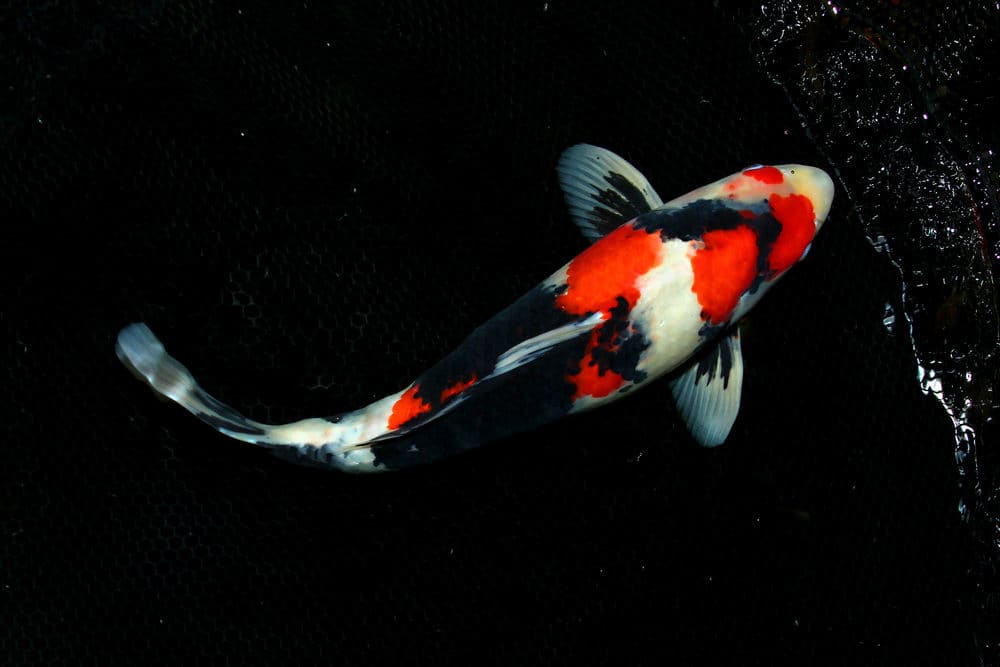 A Showa Koi with Black and Red Markings