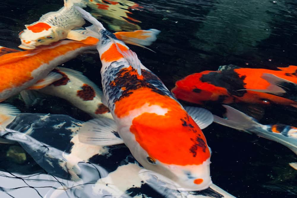A photo of a Showa Koi with other Koi Fish with Different Patterns and Markings