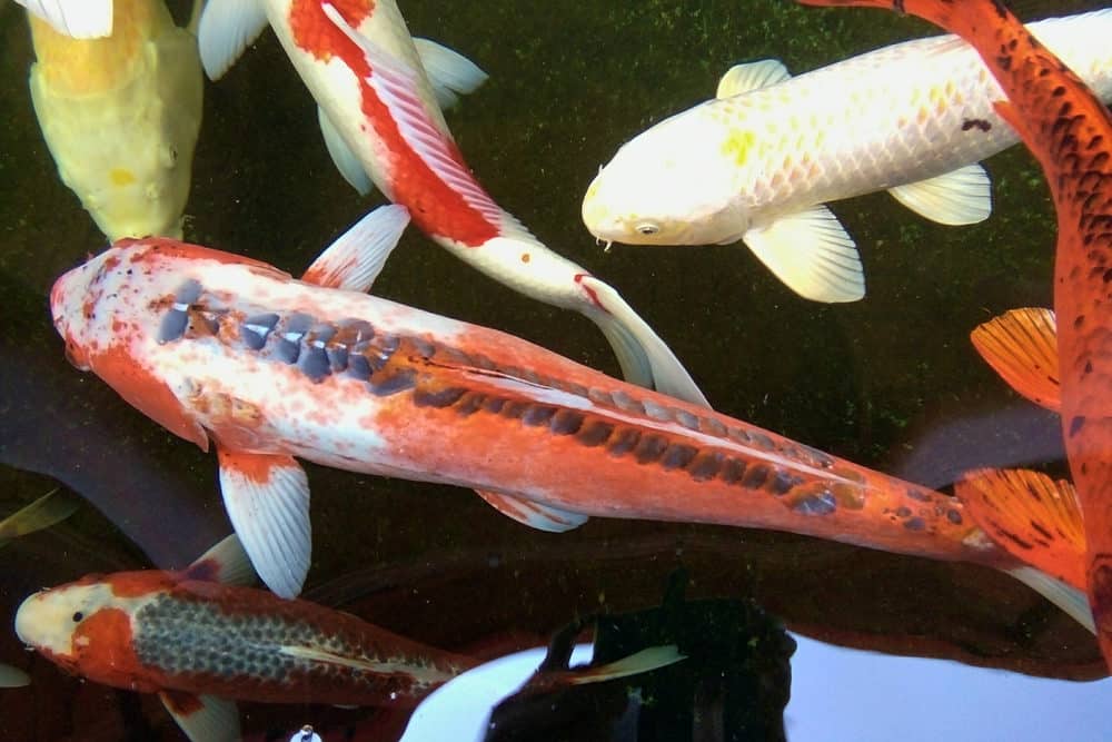 A Single Shusui Koi with other Brightly Colored Koi