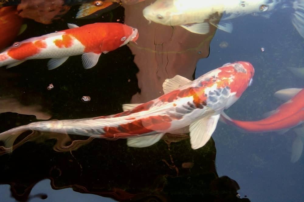 A photo of a Shusui Koi with Other Koi That Have Different Markings