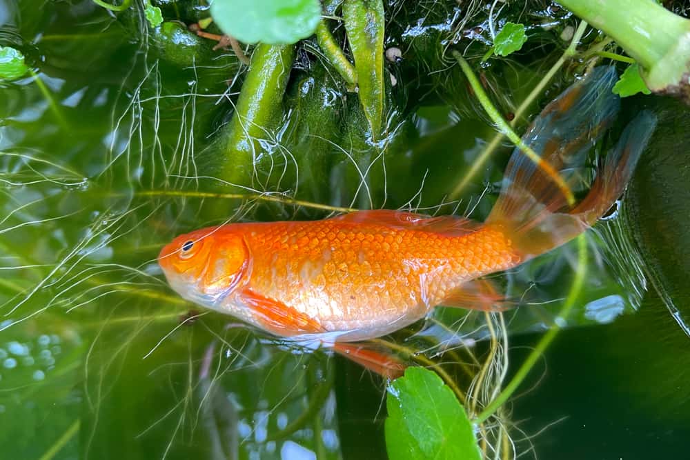 Sick Koi Fish Fish Diseases Identification And Treatment