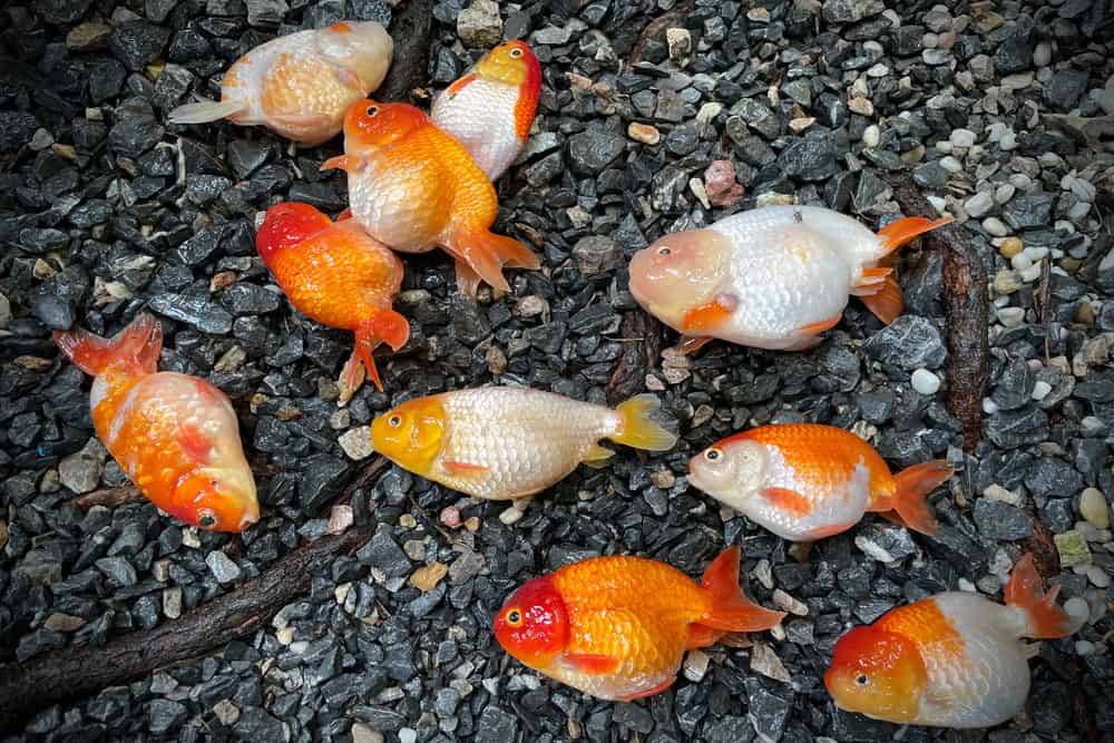 A Group of Koi Fish With Dropsy