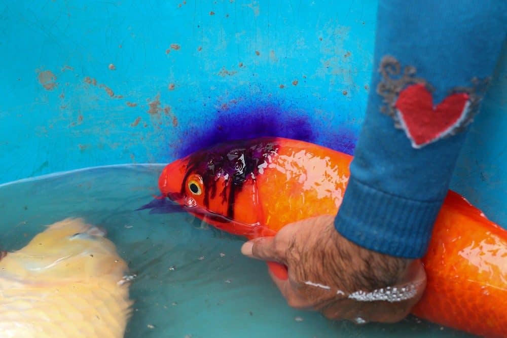 An Orang Koi Fish With a Wound