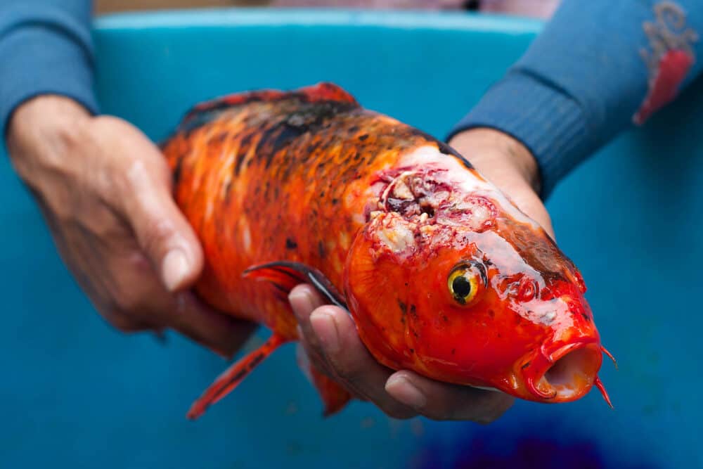 A Photo of a Hand Held Koi With An Open Wound