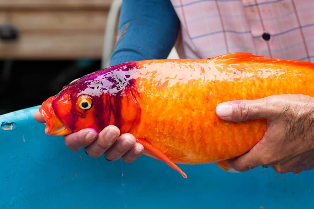 A Photo of an Orange Koi with a Wound on Its Head