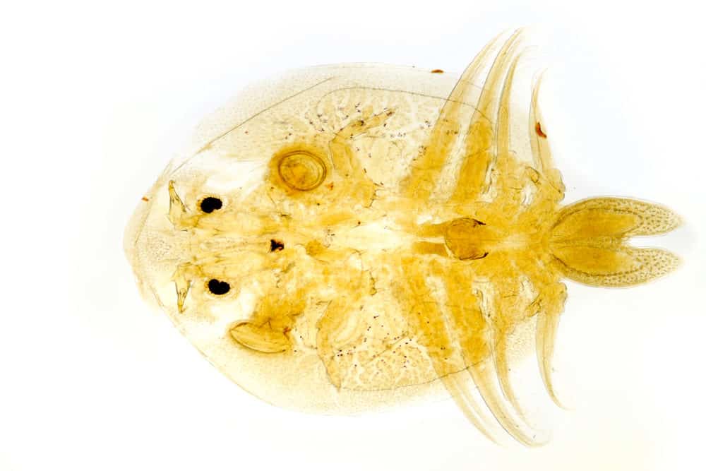A sample of Fish Lice