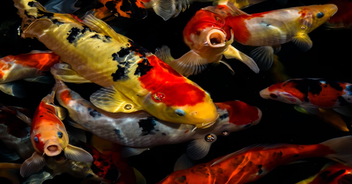 Stressed Fish Symptoms Changes in Appetite, Swimming, Color