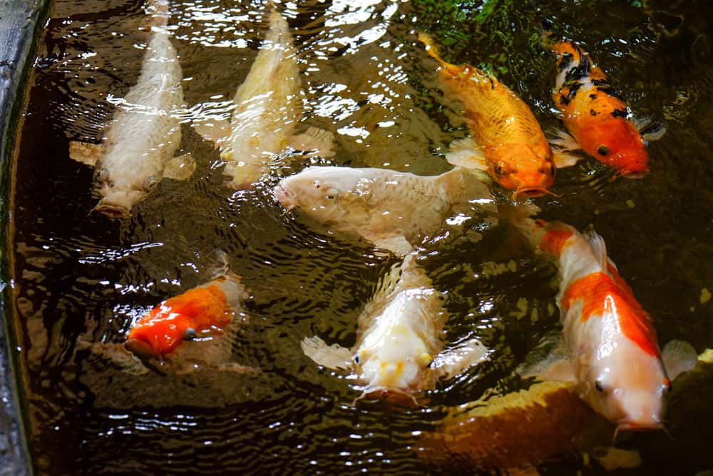 A Photo of a Group of Different Koi Fish - most are White and all the rest have a white base with orange and black markings