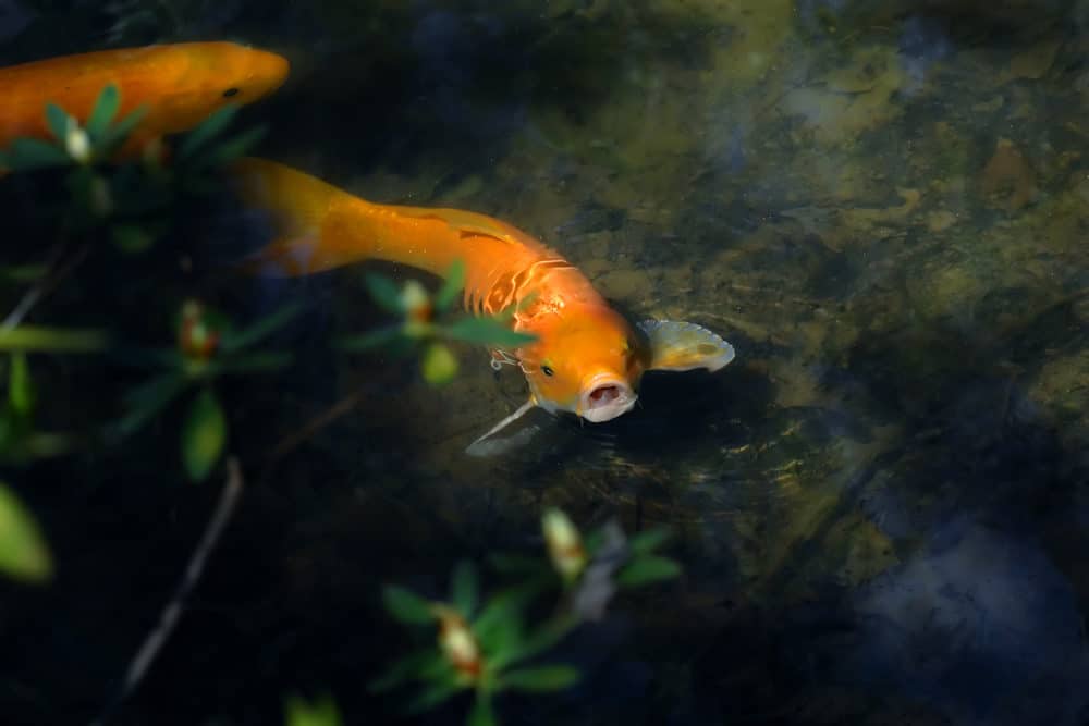 A Photo of an Orange Koi Gasping for Air