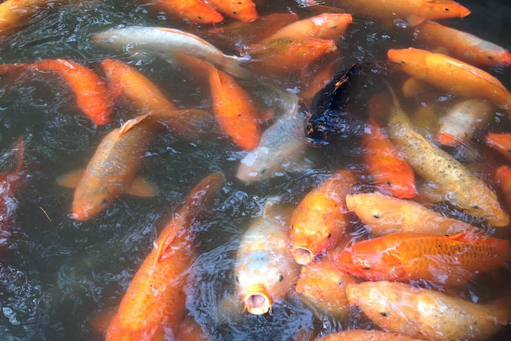 A Group of Different Colored Koi