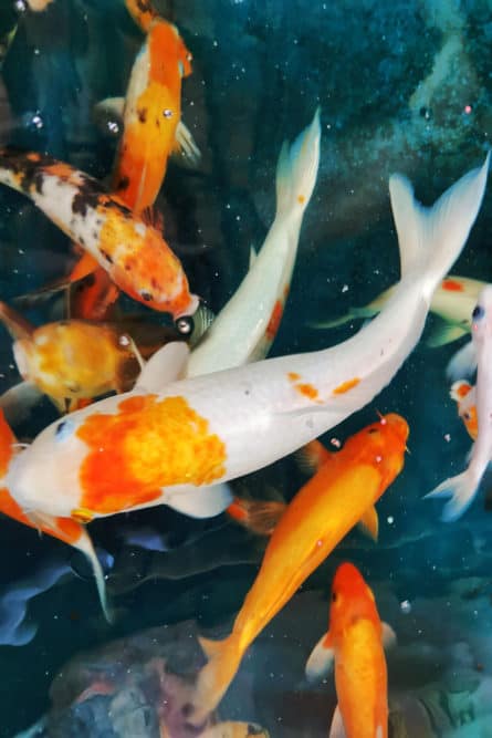 A Variety of Different Koi with White Base and Orange and Black Markings