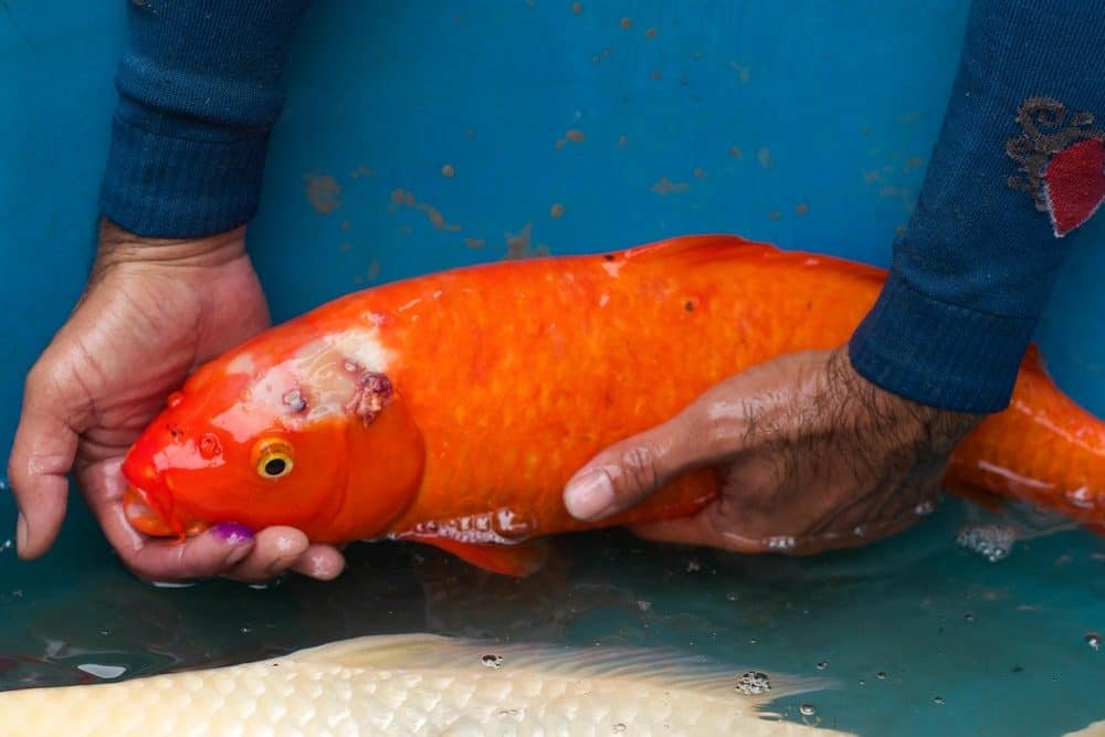 An Orange Koi with Bumps on Its Head Which indicates Bacteria
