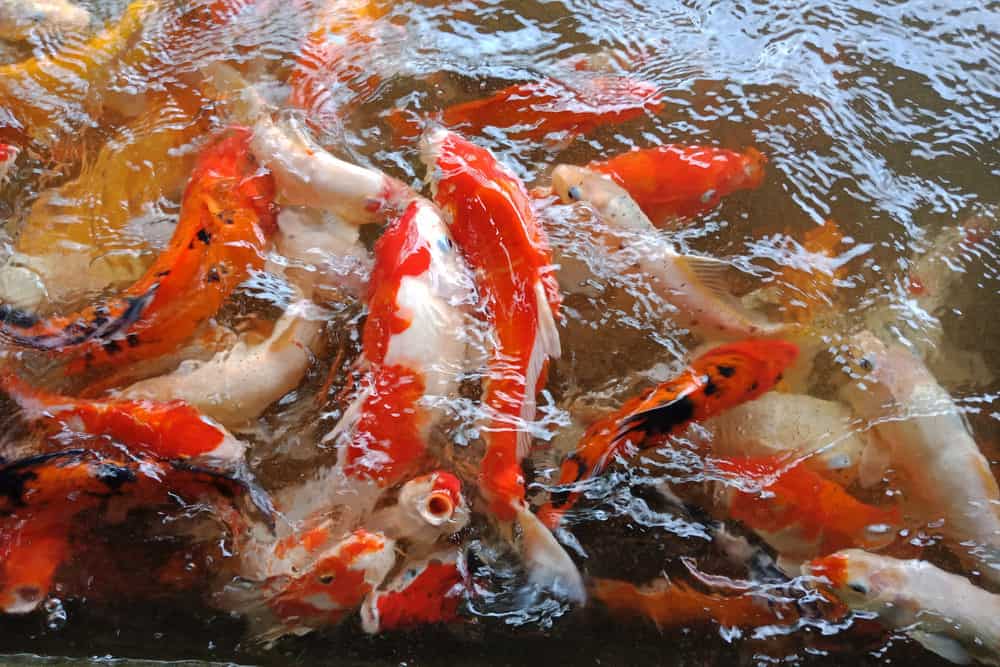 A Variety of Colored Koi Bumping each other and swimming in unusual patterns