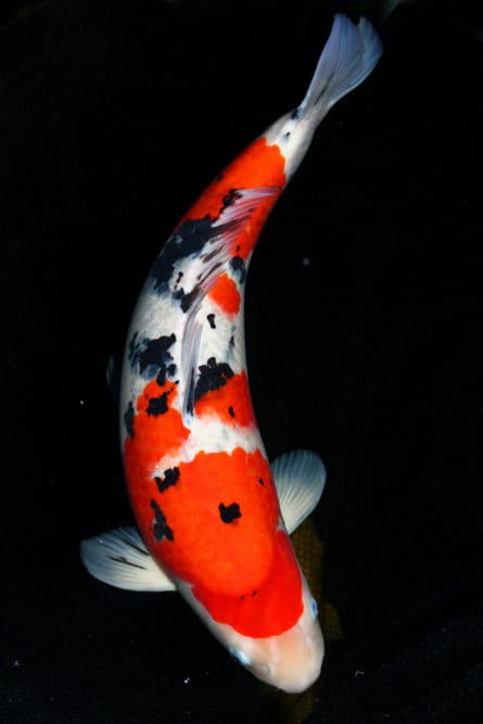 A Single Taishi Sanshoku Koi Fish with Black Markings