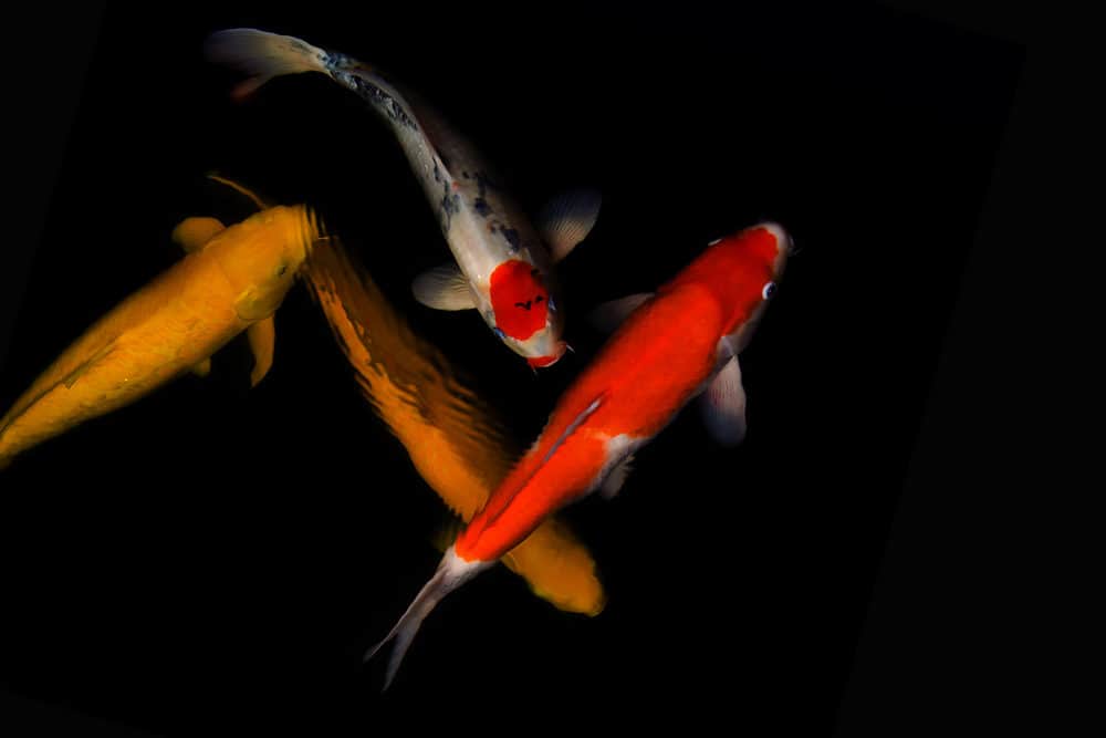 A Photo of a Group of Koi Fish - One being Tancho Koi
