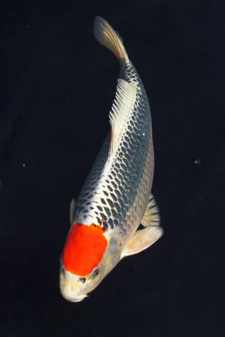 A photo of a single Tancho Koi Fish