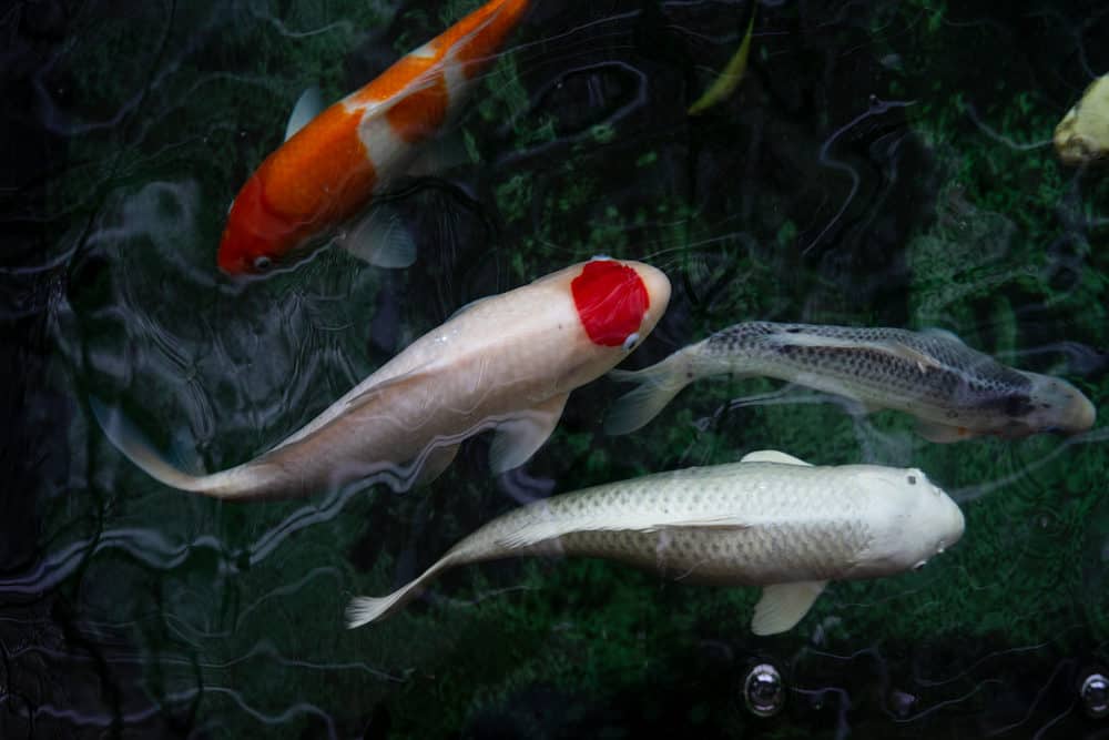 A Tancho Koi Fish with Other Koi