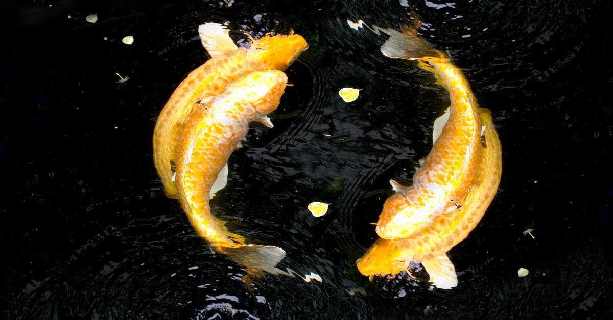 Yamabuki Ogon Koi Fish | Golden Colored Metallic Koi