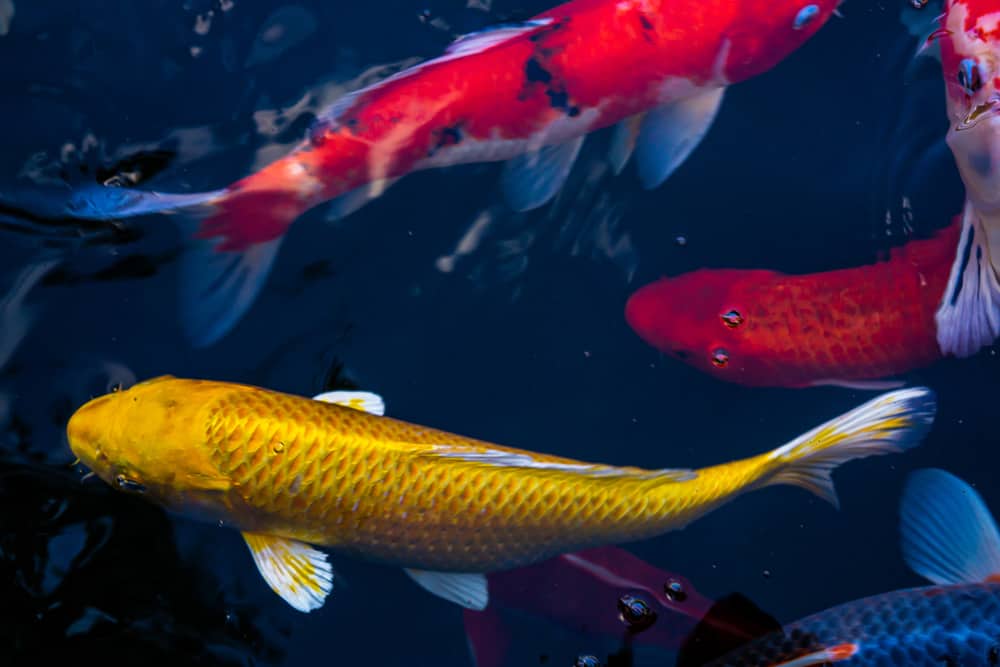 Yamabuki Ogon Koi Fish | Golden Colored Metallic Koi