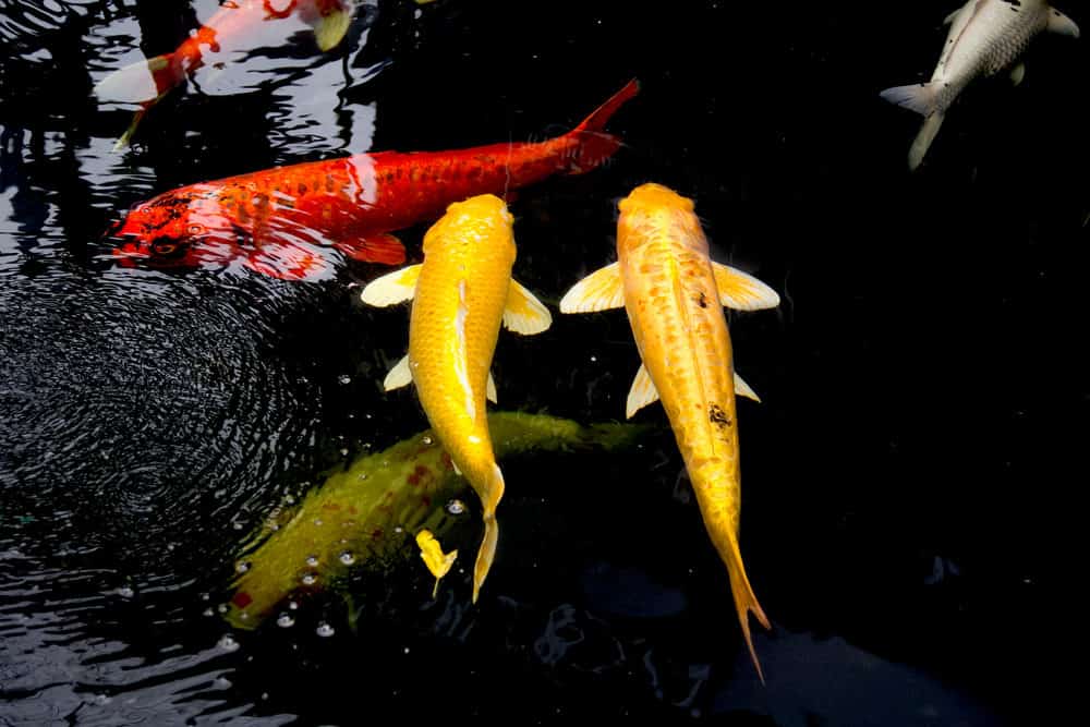 A Photo of Two Yamabuki Ogon Koi Fish Swimming alongside other Koi with Different Colors and Patterns