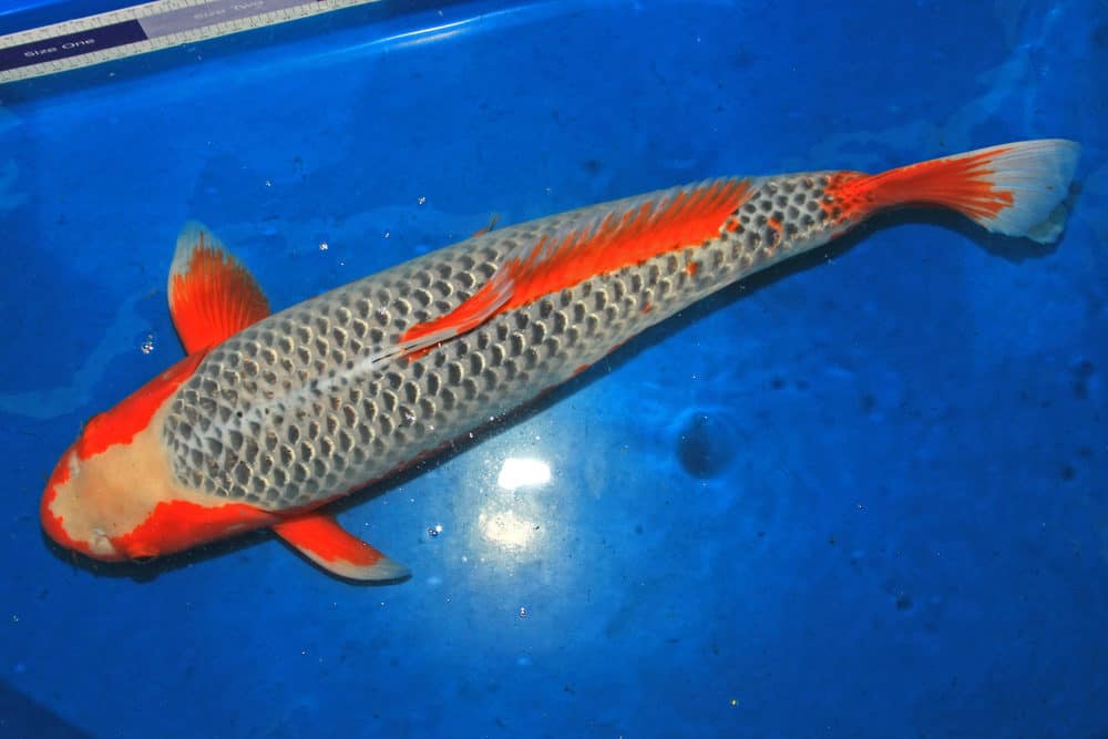 A Photo of an Asagi Koi With Gray Scales and Orange Markings on the Face and Fins