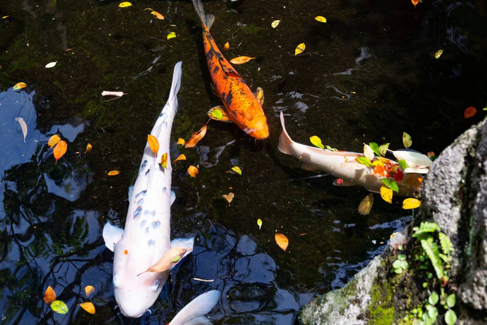 Three Koi Fish Resting in a Pond