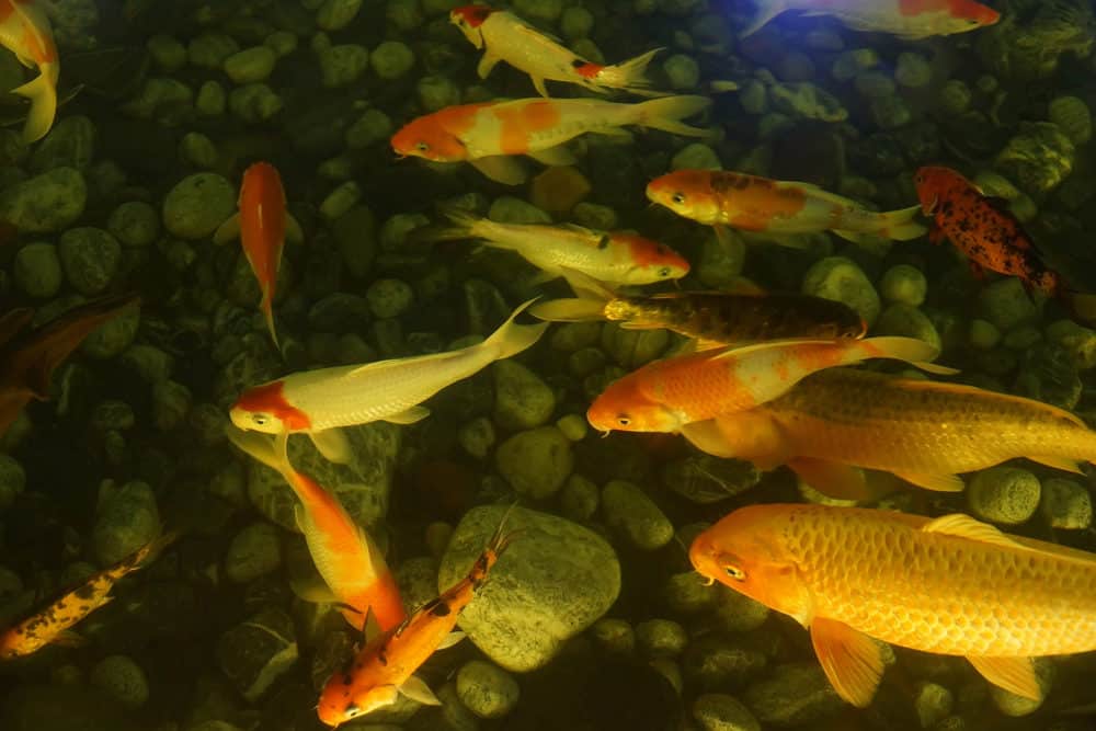 A Group of Koi Fish Sleeping at the Bottom of a Pond