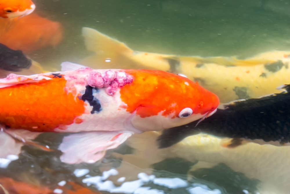 A Koi Fish With Bumps on its Back