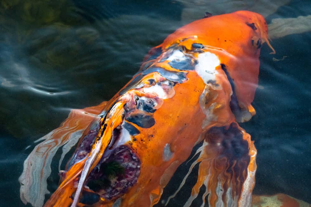 A Wounded Koi Fish