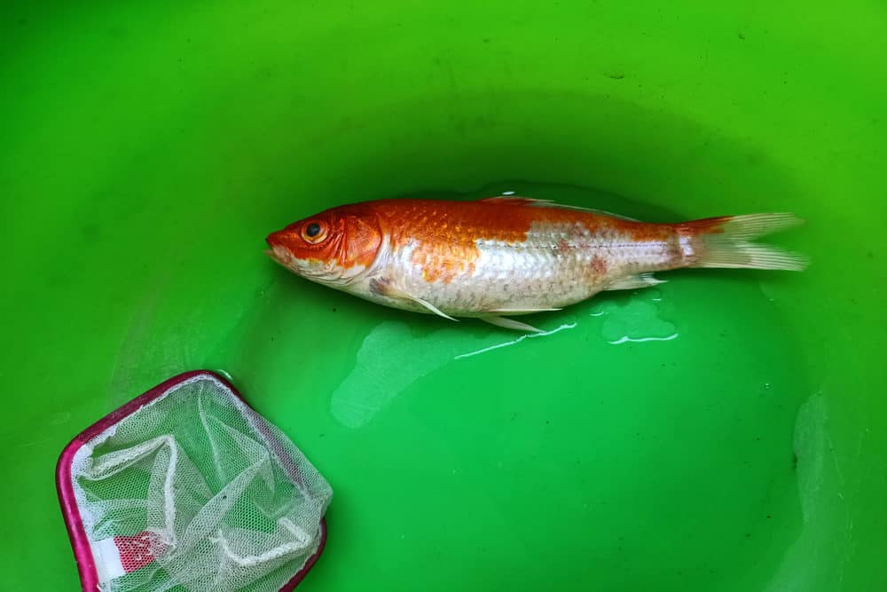 An Infected Koi Fish inside a Tub with a net