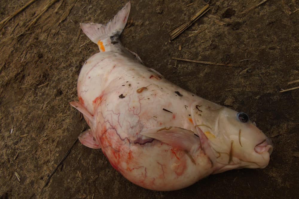 A Dead Koi Fish Caused by Parasites