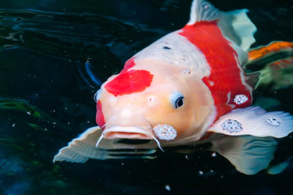 A Type of Koi that is Red and White