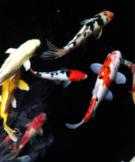 A photo of Koi Fish - Some are Red and White while the rest have different ornamental colors.