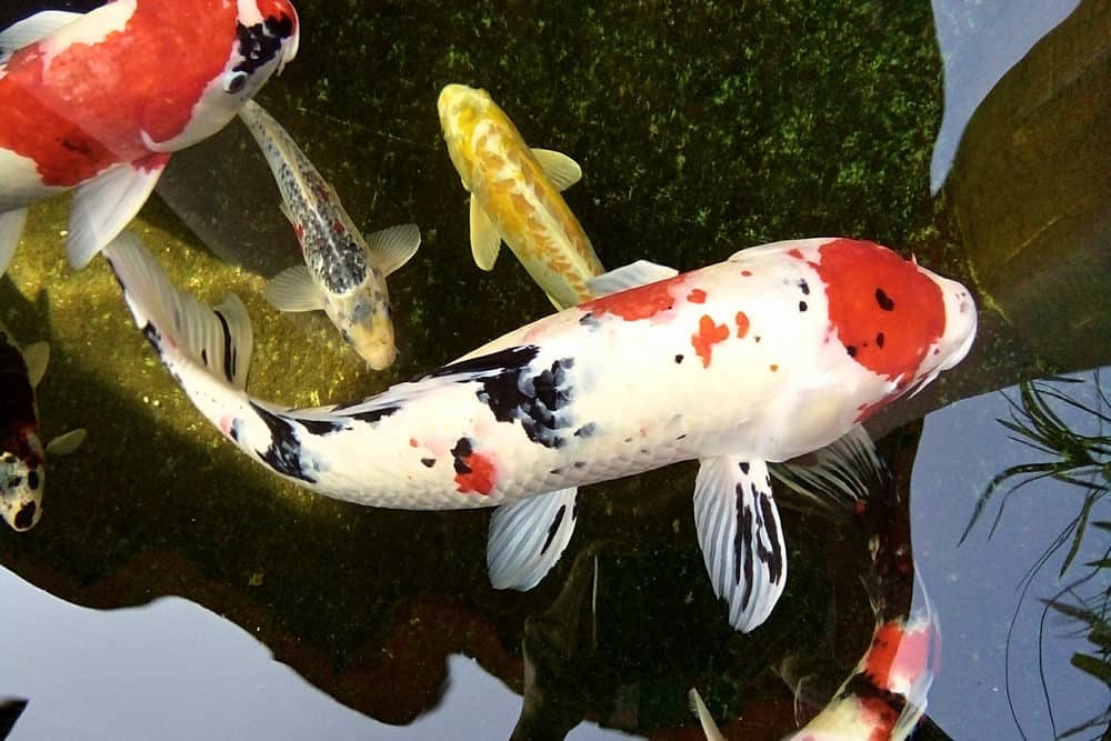 A Photo of a Sanke Koi - White Base with Red and Black Markings along with Different Colored Koi