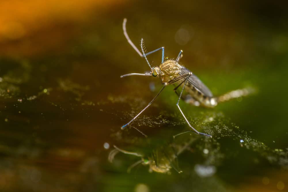 A Photo of a Mosquito on a Pond