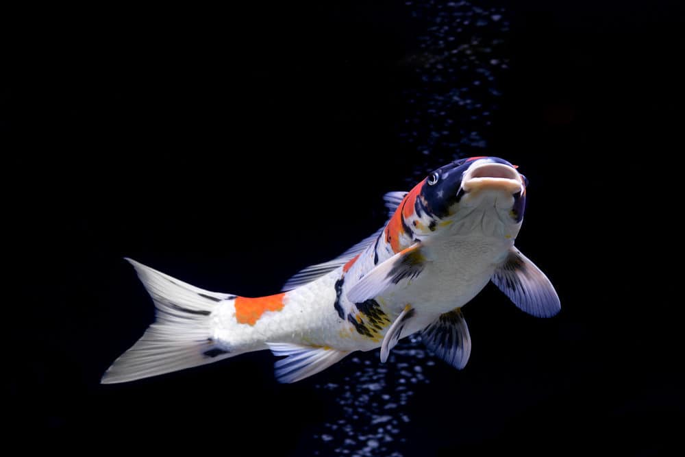 A Photo of a Koi with Distended Belly Area