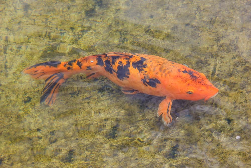 An Orange Koi With Black Markings with an Apparent Rounded Belly