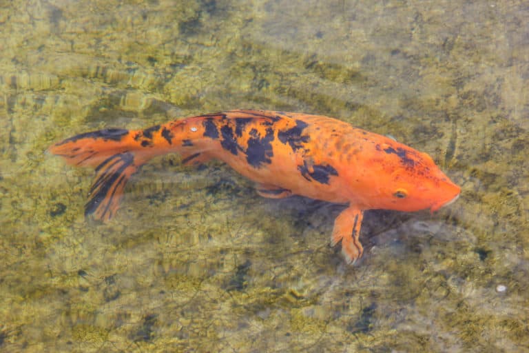 Swim Bladder Disease in Koi | A potentially Fatal Disorder